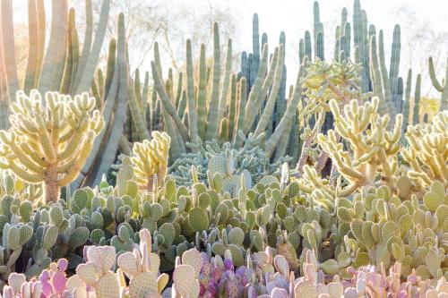 a group of cacti and succulents in a garden at Holiday Inn Express & Suites - Phoenix - Airport North by IHG in Phoenix