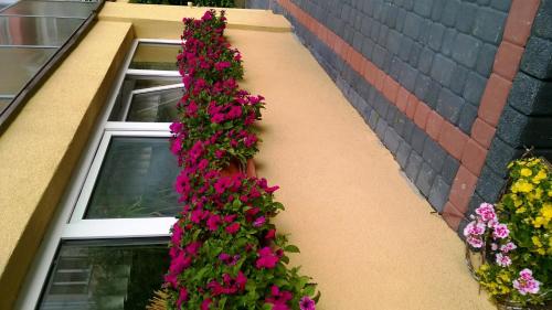 Zahrada ubytování Villa Iris