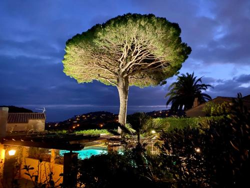a tree sitting next to a pool at night at Villa Riviera, Sea view, Pool, Jacuzzi, Sauna, Walk to the beach in Sainte-Maxime