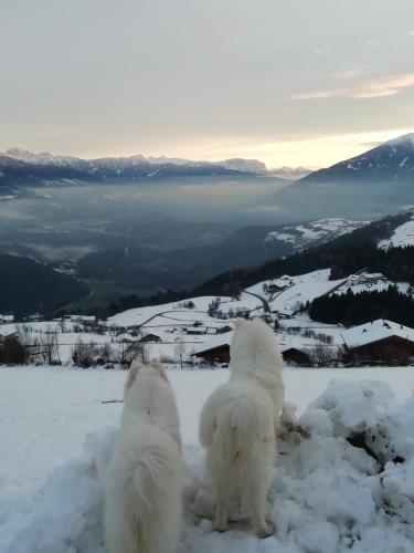 two white dogs sitting on top of a snow covered mountain at Pitznerhof in Maranza