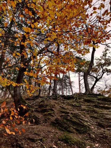 a group of trees with autumn leaves on a hill at Ferme de la Petite Fagne in Spa