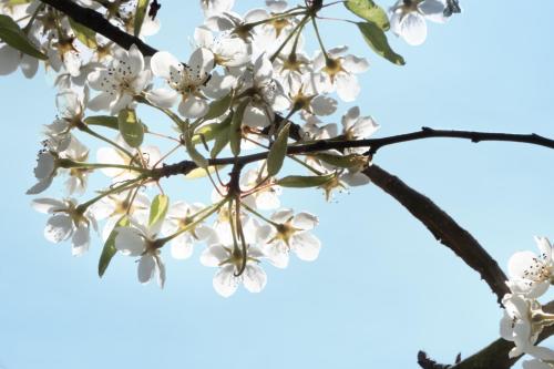 a branch of a blossoming tree with white flowers at Hoeve de Mertel in Biezenmortel