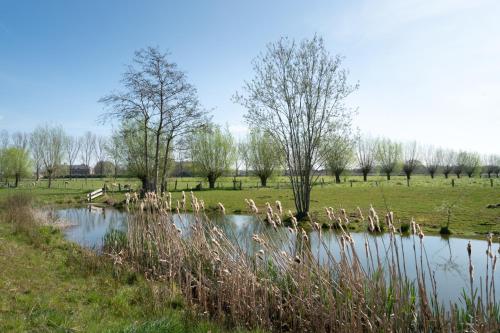 a pond in the middle of a field with trees at Hoeve de Mertel in Biezenmortel