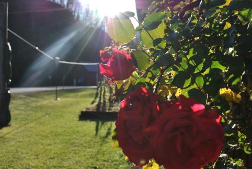 a red rose bush with the sun in the background at Prentnergut in Hinterstoder