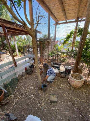 a man kneeling down next to a tree in a yard at Las Palmas in Eilat