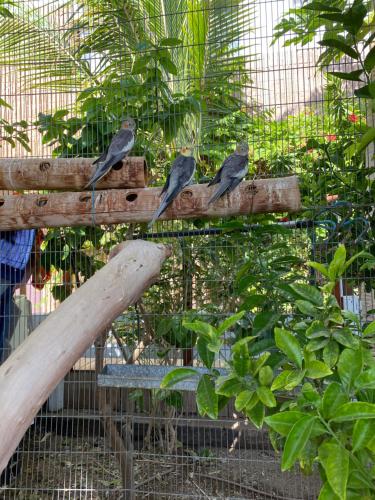 three birds sitting on top of a wooden fence at Las Palmas in Eilat