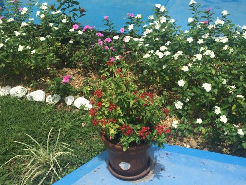 a pot of flowers sitting on a blue bench at Hotel campestre la Maria in Villavicencio