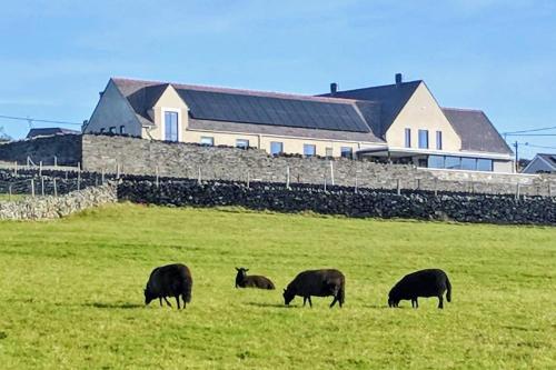 a herd of sheep grazing on a lush green field at Canolfan Y Fron in Caernarfon