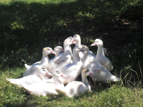 a group of white ducks sitting in the grass at Ferienhof-Heidemann-auch-2-Erwachsene-2-Kinder-moeglich in Neustadt am Rübenberge