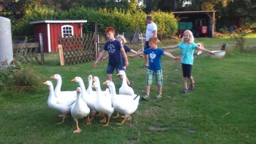 a group of children playing with a group of white ducks at Ferienhof-Heidemann-auch-2-Erwachsene-2-Kinder-moeglich in Neustadt am Rübenberge