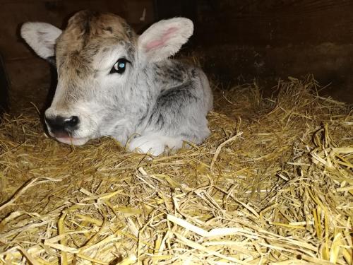 a baby cow laying in some hay at Ansitz Grustdorf in Appiano sulla Strada del Vino