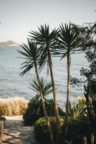 two palm trees in front of the water at Hôtel Le Provençal - Rénové en 2025 - Bord de Mer in Hyères