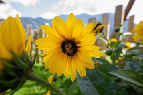 a bee on a yellow flower in a field at Chalet Schröckgut in Bad Hofgastein