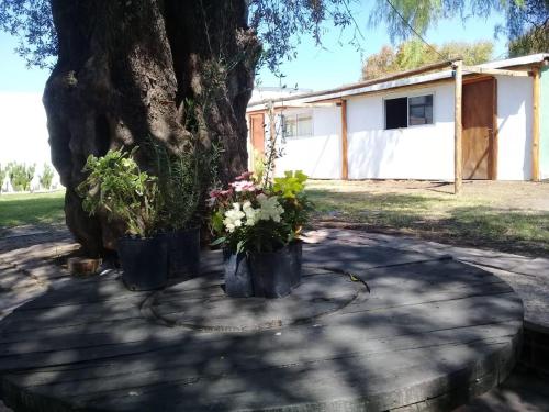 two buckets of flowers sitting next to a tree at SIGRUM Hostel in San Rafael