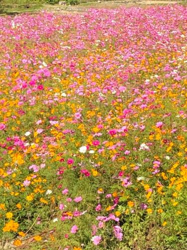 Jardín al aire libre en Yamanobenomichi teku teku