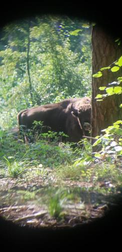 a large elephant walking through a forest at Maciejówka Borki 33 in Borki