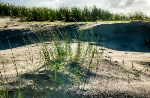 a body of water with some grass in the sand at INSEL-LAND-HOTEL MICHAELSEN im November Morgen-Yoga u Sauna inkl in Borkum
