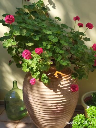 Un jarrón marrón grande con flores rosas. en Lenia Studios en Kalamitsi