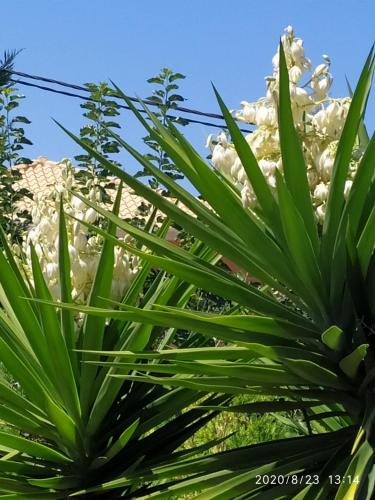 カラミツィにあるLenia Studiosの白花を背景に植えられたカラス科植物