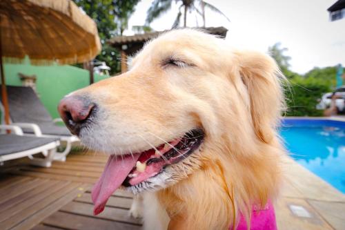 a brown dog with its tongue out next to a pool at Pousada Pura Vida Maresias in Maresias