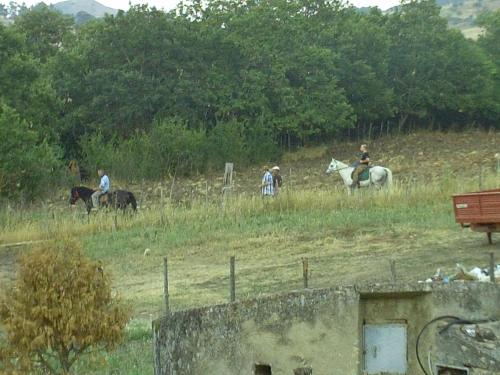 Άλλα ζώα σε αυτό το κατάλυμα σε φάρμα ή στη γύρω περιοχή