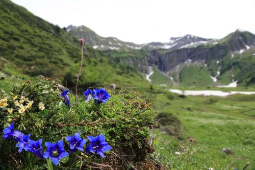 a group of blue flowers on a green hillside at Brunnenhof Oberstdorf - Ferienwohnungen mit Hotel Service in Oberstdorf