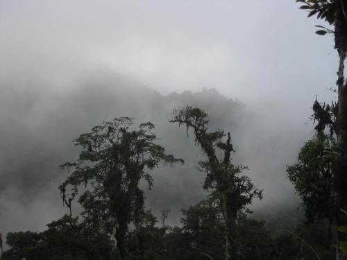 a group of trees in a misty forest at Cabañas Armonía y Jardín de Orquídeas in Mindo