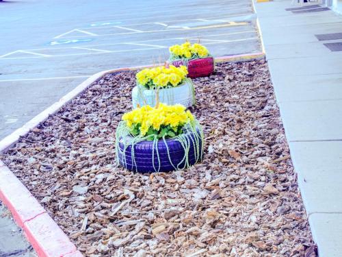 three plants sitting on top of rocks on a street at Travelodge by Wyndham Miles City in Miles City