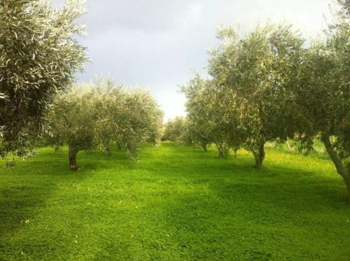 a field of green grass with trees in it at Agriturismo Ridocco in Corleone