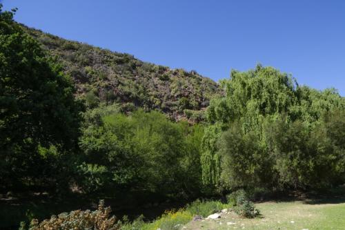 a group of trees on the side of a hill at De Oude Meul Country Lodge & Restaurant in Oudtshoorn