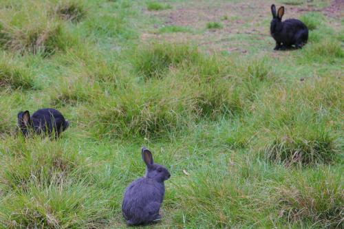 three black rabbits in a field of grass at De Oude Meul Country Lodge & Restaurant in Oudtshoorn