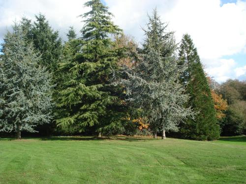 a group of trees in a field with green grass at Gite de Cohignac in Berric