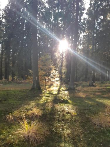 a sun shining through the trees in a field at B&B Caprice d'Epices in Francorchamps