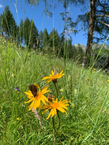 a bee on a yellow flower in a field at Gasthaus Oberweissen-Hittl in Sankt Jakob in Defereggen