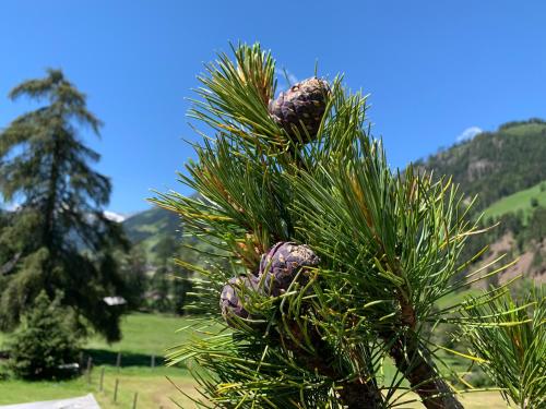 a group of pine needles on a pine tree at Gasthaus Oberweissen-Hittl in Sankt Jakob in Defereggen