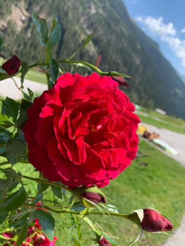 a red rose with a mountain in the background at Gasthaus Oberweissen-Hittl in Sankt Jakob in Defereggen