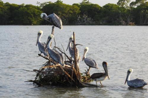 a group of pelicans standing on a pole in the water at Don Luis Hostal - Sucursal Galeana - Tecolutla in Tecolutla