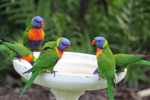 two colorful parrots sitting on top of a white bowl at Amaroo On Mandalay in Nelly Bay