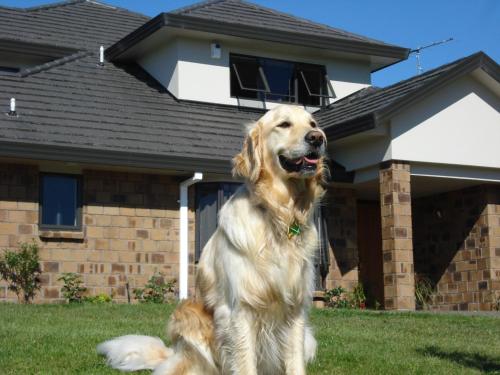 a dog sitting in the grass in front of a house at Ohuka Place Homestay in Whitianga