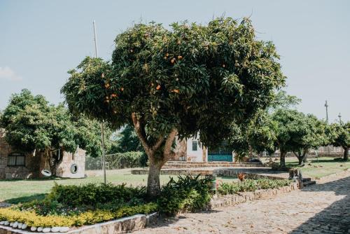 an orange tree in the middle of a park at Hotel El Castillo Chinauta in Chinauta