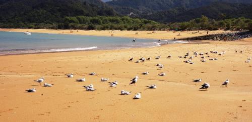 a flock of seagulls standing on a beach at Beau Vista Pohara in Pohara
