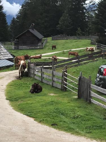 a herd of cows in a field behind a fence at Apartmenthaus Hinterer in Bad Goisern