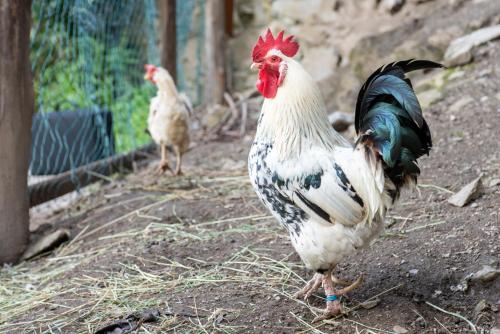 two chickens standing on the ground in a pen at Bauernhof Stempf in Heiligenblut
