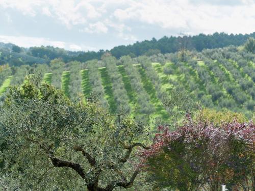 a vineyard with olive trees and bushes in a field at Farmhouse in Giano dell'Umbria in Giano dellʼUmbria