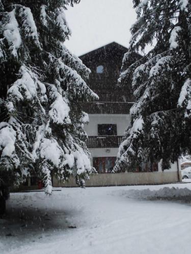 a snow covered tree in front of a house at Casa Alpina Dobbiaco in Dobbiaco