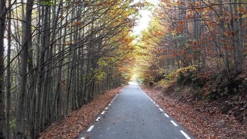 a road with trees on both sides of it at Casa Rural con encanto "Los Postigos" in Baños de Montemayor