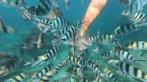 a person feeding a group of fish in the ocean at Baan Chan Lay Koh Chang in Ko Chang