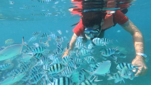 a man in a red shirt looking at a group of fish at Baan Chan Lay Koh Chang in Ko Chang