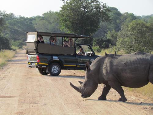a rhino walking on a dirt road next to a vehicle at Nkambeni Safari Camp in Hazyview
