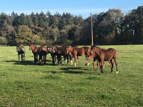 un grupo de caballos parados en un campo en Manoir de Cléronde - B&B, en Blay